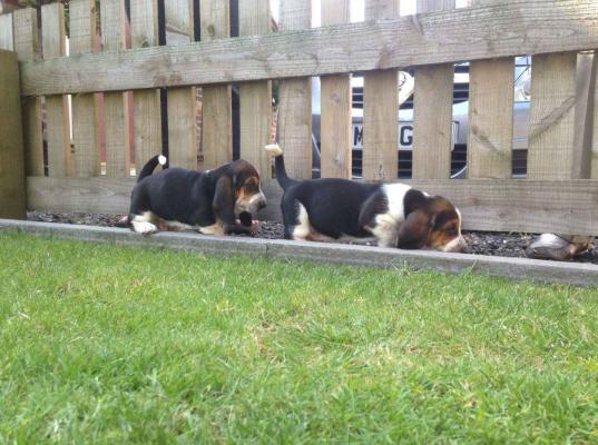 Basset hound Puppies For Sale